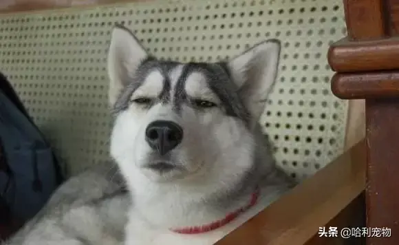 哈士奇和狼的区别有哪些，狼与哈士奇的区别（哈士奇与狼的区别）