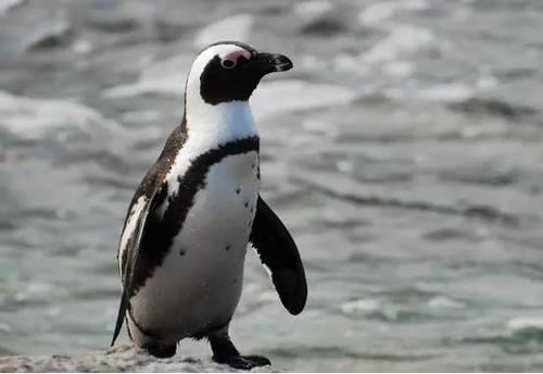 北极熊在南极还是北极，企鹅生活在南极还是北极（它们为何要在极地生存）