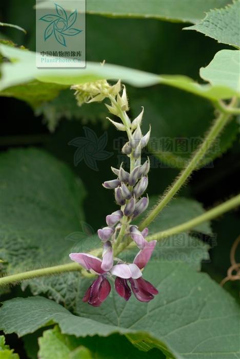 本草图经作者是谁，《本草图经》的作者（芎藭 蘼蕪 藁本）