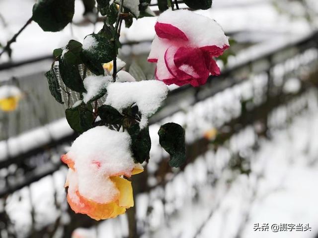 情侣唯美雪景图片，情侣唯美雪景图片真实（冬日初雪印象：一半冬雪）