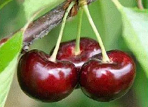 最甜的樱桃品种是哪几种，全球极具潜力的十个甜樱桃品种