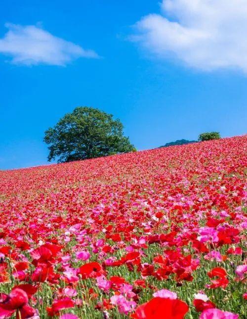 花景生多云讲什么，花景生（漫山遍野的鲜花，满眼春光）