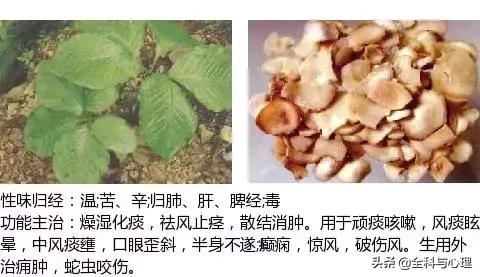 鸡肠风的功效与作用，史上最全中草药图谱