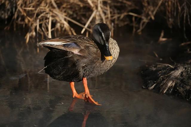 野鸭的种类有哪些，野鸭子有哪几种（TA就是野鸭中最靓的仔）