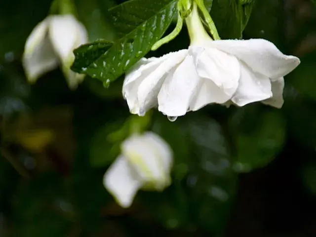 茉莉花的功效，茉莉花的功效与作用泡水喝的功效（因为它气机清灵啊）