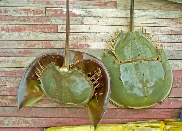 关于鲎介绍，关于鲎的知识（地球上演化4.8亿年之久）