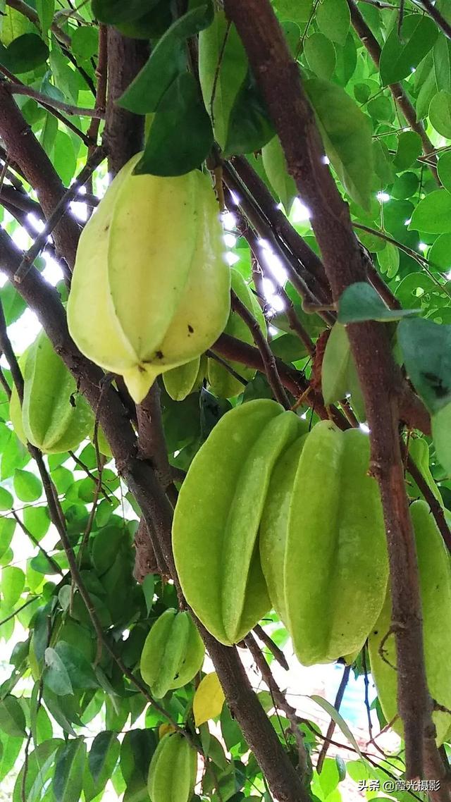 什么水果横切面有五角星，什么水果横切面有五角星纹（是“阳桃”还是“杨桃”）