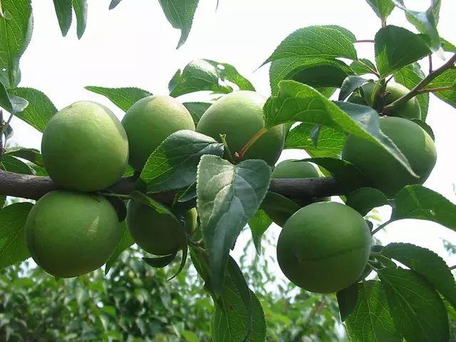 永泰旅游景点大全，永泰旅游景点大全图片（等我老了，就在永泰这样过）
