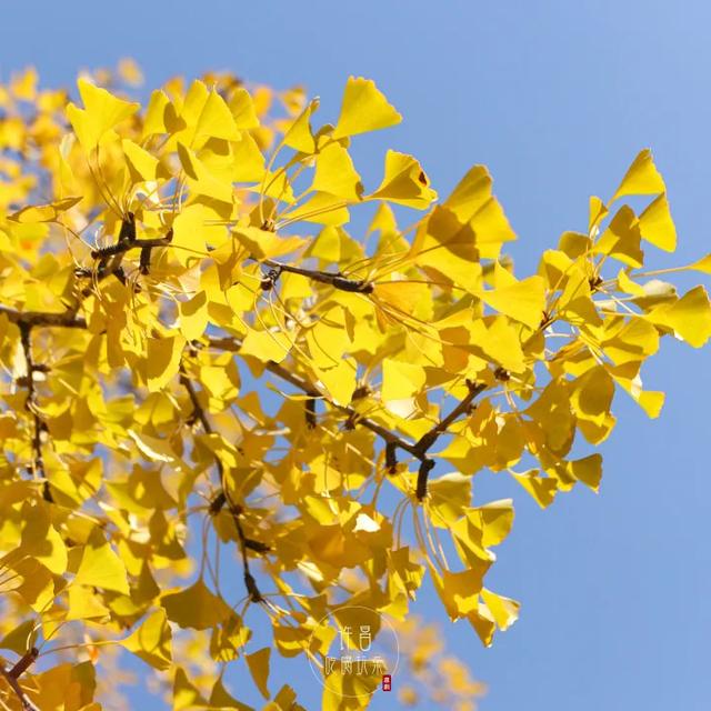 许昌旅游景点有哪些,许昌旅游景点有哪些地方(带你感受专属秋天的浪漫景色) 许昌旅游景点有哪些,许昌旅游景点有哪些地方(带你感受专属秋天的浪漫景色)