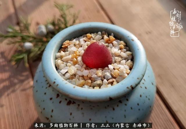 雪候鸟是什么意思，雪候鸟歌词表达什么意思（多肉于我从来不是锦上添花）