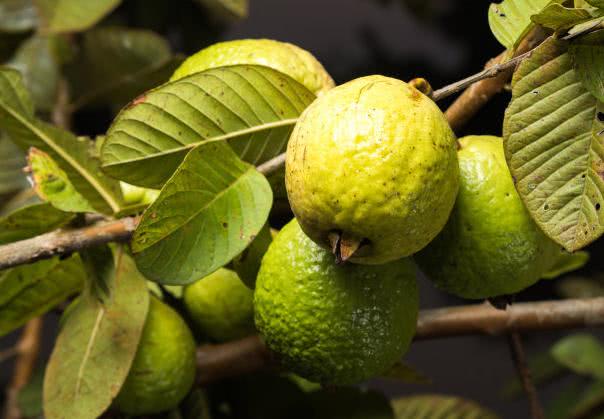 青番石榴的食用方法，番石榴青色的可以直接吃吗（番石榴这样吃）