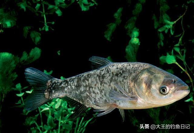 浮钓鲢鳙线组搭配技巧：如何科学选择钓组提升中鱼率