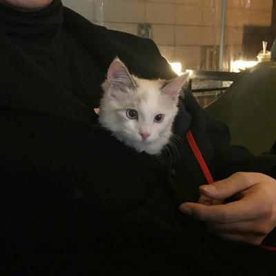 猫咪微信头像,猫咪头像(高冷动物微信头像高清可爱小猫咪) 猫咪微信头像,猫咪头像(高冷动物微信头像高清可爱小猫咪)
