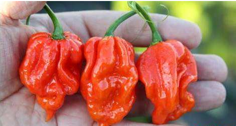 世界上最辣的辣椒辣度排行榜，朝天椒垫底，魔鬼辣椒仅排第二