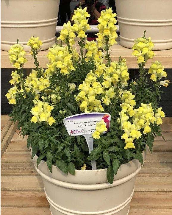 金鱼草怎么养，1种花长得像金鱼（金鱼草怎么养殖维护啊）