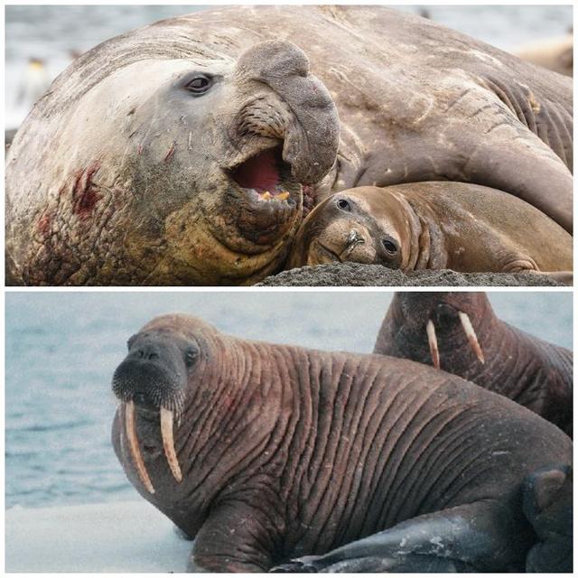 海象和海狮区别，海象——拿犬齿就想装象