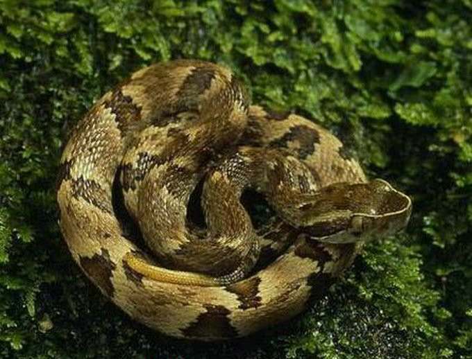 中华眼镜蛇属沟牙类毒蛇,排毒量大,毒性强,致伤面广,分泌的是神经性和