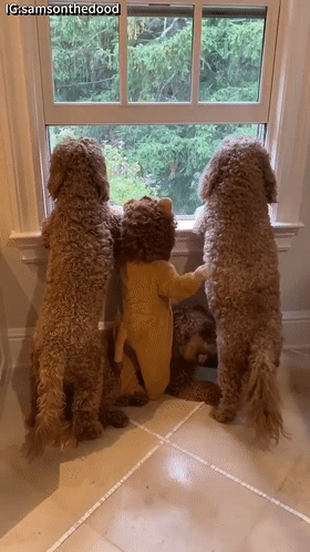 泰迪熊抱抱熊，一出生就有三个巨型“泰迪熊”陪睡（泰迪熊抱抱熊适合结婚送么）