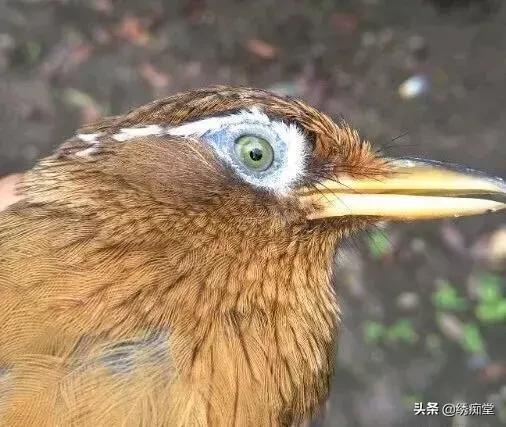画眉鸟眼水图片(你在画眉圈里是怎么选鸟的看眼水还是看油气)-宅配通