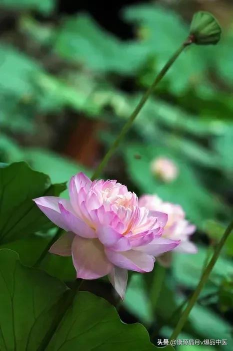 刮痧是伤气还是补气，拔罐是伤气还是补气（中暑的中医急救）