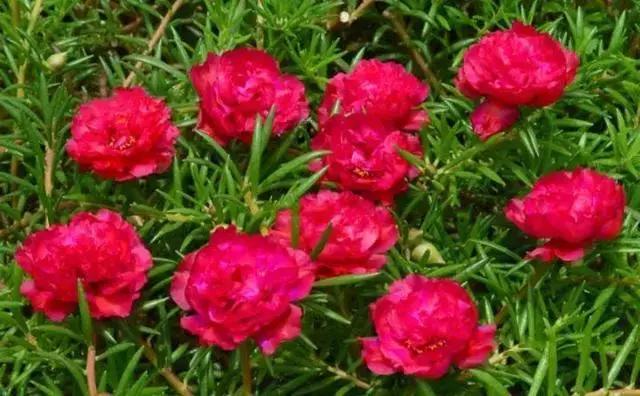 绿萝好养吗,绿萝怎样栽培(绿萝竟然排在倒数第1) 绿萝好养吗,绿萝怎样栽培(绿萝竟然排在倒数第1)