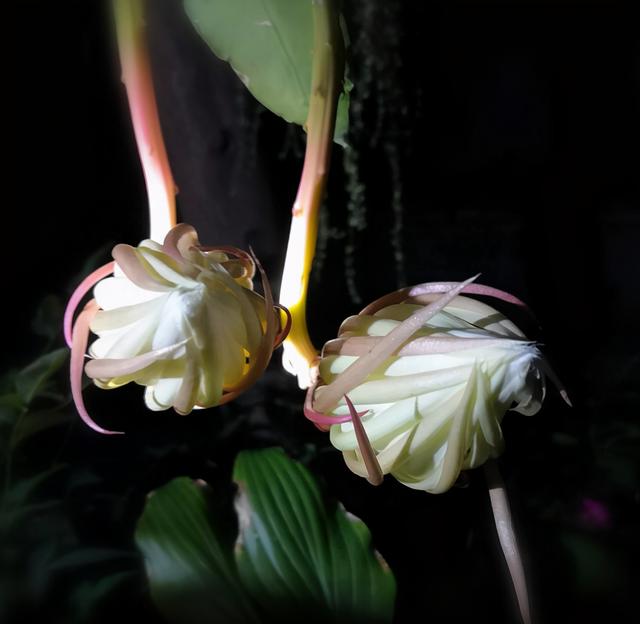 昙花（昙花花语），这4种花却在悄悄争奇斗艳（昙花的花语和象征）