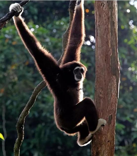 哺乳动物有哪些，世界上哺乳类动物有哪些（哺乳类动物和图片）