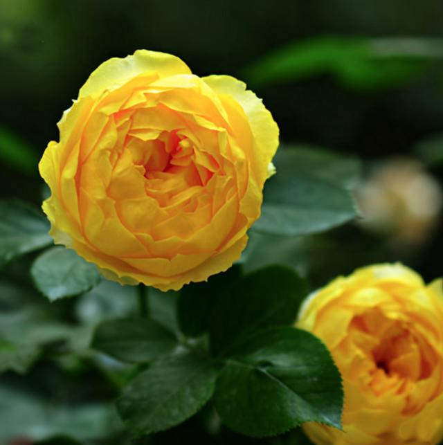 月季小苗品种，送你一份“清单”