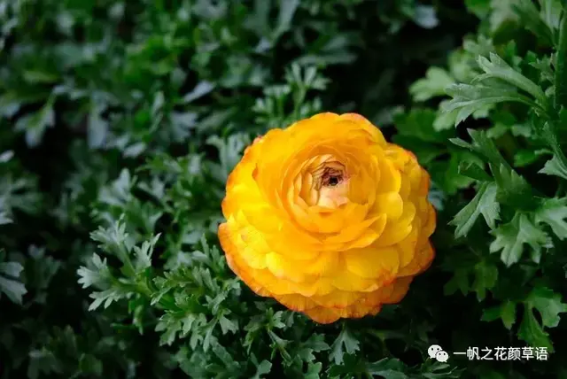 花毛茛，花毛茛<Ranunculus（花毛茛的花语）