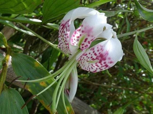 鬼百合是什么样的花，鬼百合花图片（几种超美的百合花）