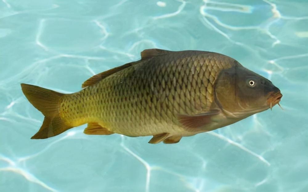 三叶唇鱼介绍，双唇鱼学名叫什么（鱼类：中国淡水鱼类图谱）