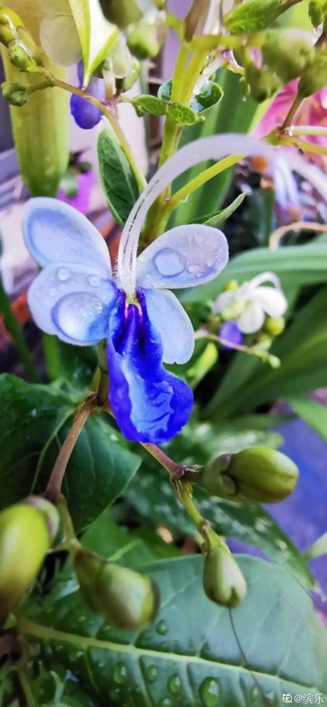 生僻唯美的花名，生僻唯美的花名四字（6种小众花）