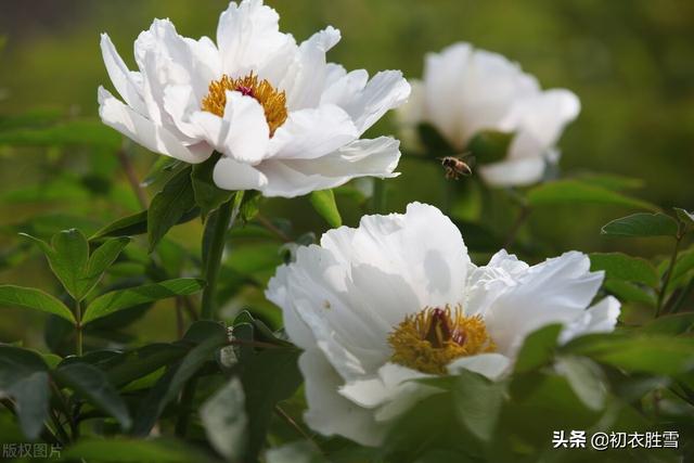 描写谷雨时节赏牡丹花的古诗词，谷雨节气牡丹诗词7首
