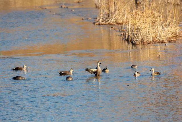 野鸭的种类有哪些，野鸭子有哪几种（TA就是野鸭中最靓的仔）
