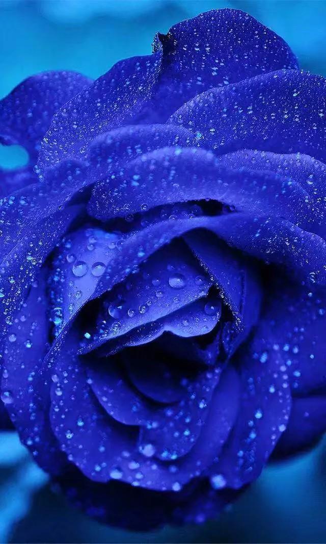 送99朵蓝色妖姬寓意:天长地久送19朵蓝色妖姬寓意:爱到永久送9朵蓝色