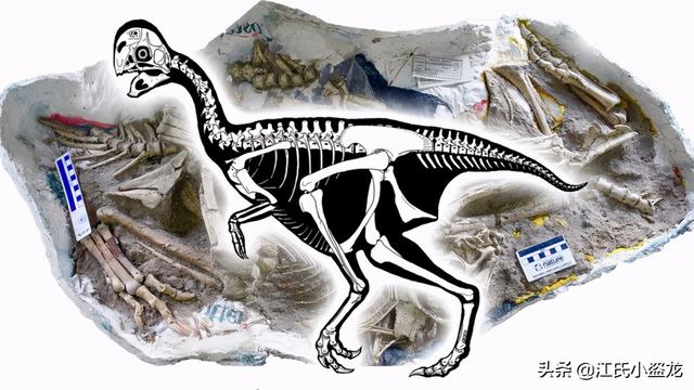 re网名的含义，Re微信昵称（2020古生物学家到底命名了多少种恐龙）