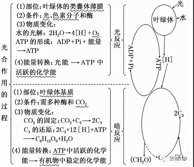 产生atp的场所，植物光合作用中ATP的生成场所（5大模块常考知识点汇总）