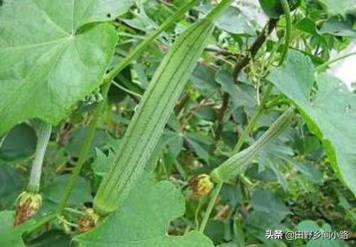 丝瓜种植的注意事项有哪些，丝瓜的养殖方法和注意事项（丝瓜露地栽培管理技术要点）