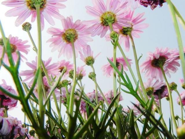 伯利恒之星花语，伯利恒之星（5种花代表不同的暗恋心情）