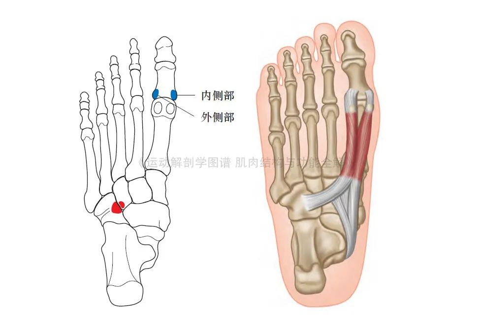 脚的各个部位详细图（足部肌肉解剖图解及展示）