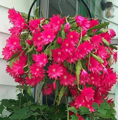 令箭荷花的养殖方法和注意事项，令箭荷花的养殖方法（开出一片“荷花海”）