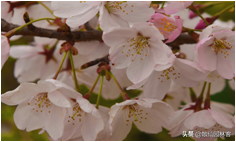 中国樱花有几个品种，中国樱花树品种（这81种樱花）