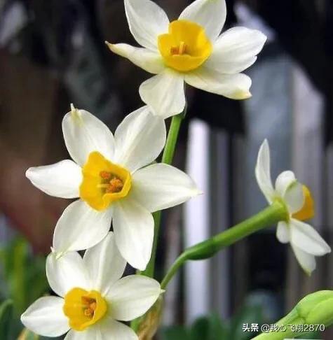 关于水仙花的诗句，水仙花的诗句（欣赏一组赞咏水仙花的诗句）