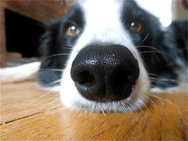 放羊什么狗最好,放羊什么狗最好养(为什么考不上“警犬”) 放羊什么狗最好,放羊什么狗最好养(为什么考不上“警犬”)