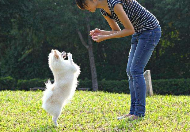 猴头梗犬多少钱 猴头梗图片