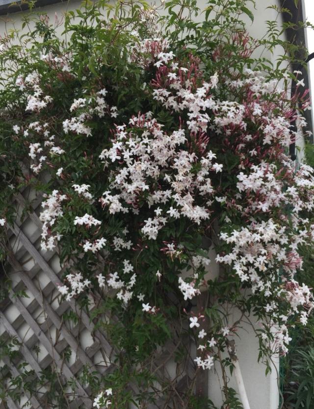 素馨花（素馨花花语，养一棵“素馨花”吧（素馨花是什么意思）