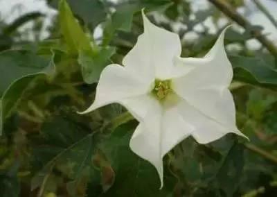 芙蓉花花语，芙蓉花花语及寓意（100种花的花语，太全了！）