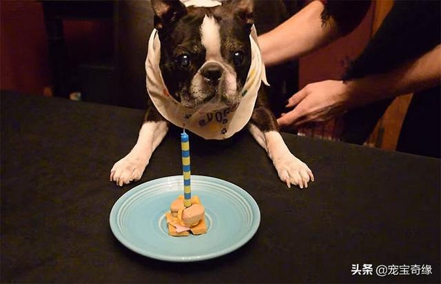 被装在包包里的毛孩纸，被装在包包里的毛孩纸怎么处理（铲屎官为毛孩们所做的事情让人感动图片）