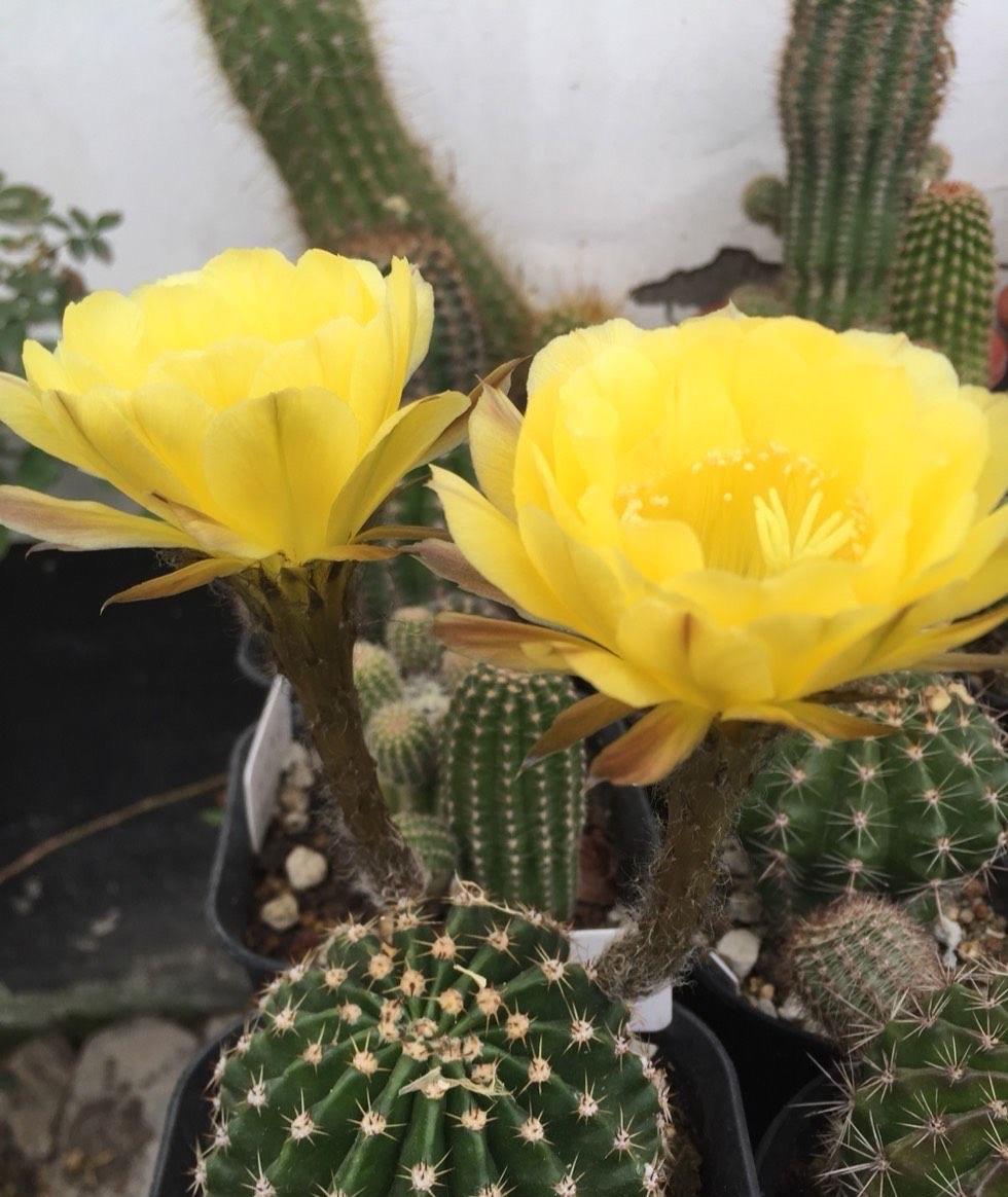 仙人球开花注意事项(仙人球如何开花多)-娱宸网