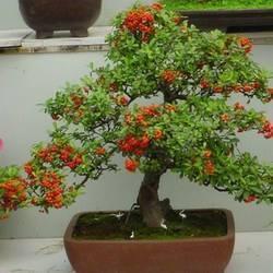 沙棘果怎么吃，阳台养盆“沙棘果”